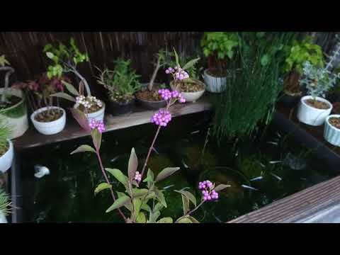 2022.09.03 ムラサキシキブのミニ盆栽とメダカのビオトープ