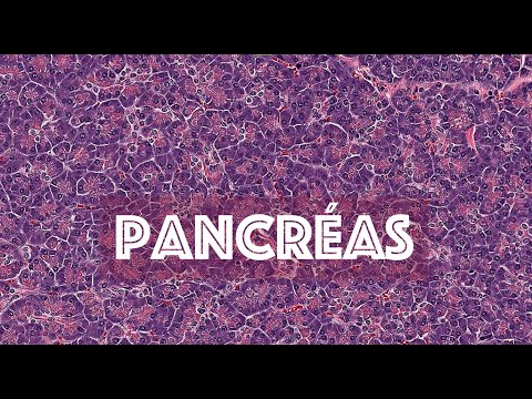 LE PANCREAS (partie 1) - HISTOLOGIE