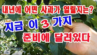 내년에 어떤 사과가 열릴지는 지금 이 3가지 준비에 달려있다(사과 신초유인,사과 꽃눈 형성, 사과 꽃눈 분화…