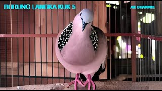 Download lagu 💯 KUK 5 🔛 Pancingan Derkuku Suara Bersih Cocok Untuk Pikat ❣❣ Tekukur mp3 Download lagu 💯 KUK 5 🔛 Pancingan Derkuku Suara Bersih Cocok Untuk Pikat ❣❣ Tekukur mp3