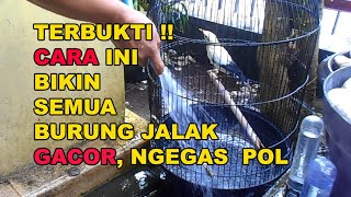 Download lagu GT-SK #11 Cara Merawat Burung Jalak Suren & Jalak Putih Agar Gacor, Ngegas & Jinak mp3