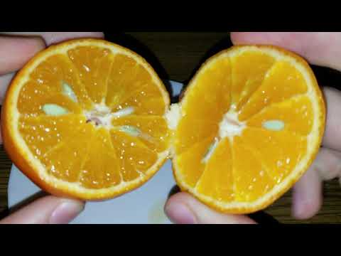 Citrus Murcott mandarin (tangor)