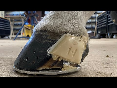 Horse's Painful Bleeding Quarter Crack — CJF Corrective Work