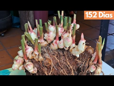 How to Plant Ginger in a Plastic Bag Pot - When to Plant and Harvest Ginger