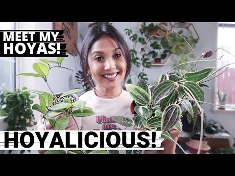 HOYAS in My Hoya Collection! | My HOYA Plants!