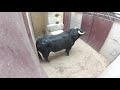Arrival Bull Fighting 2020 New Bull Video 2020
