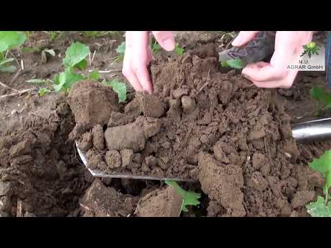 83. Feldexkursion: Winterraps Ende September - NU Agrar, 27.09.2017