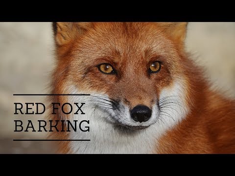 download lagu mp3 mp4 Fox Bark, download lagu Fox Bark gratis, unduh video klip Download Fox Bark Mp3 dan Mp4 320kbps Gratis
