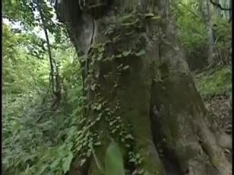 北海道　黒松内町　「ブナ北限の里づくり」