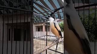 Download lagu Toet Toet pancingan cendet susah bunyi mp3 Download lagu Toet Toet pancingan cendet susah bunyi mp3