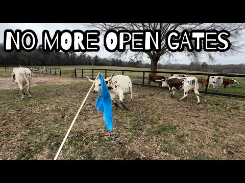 Final Countdown:  sorting last calves for big day! 