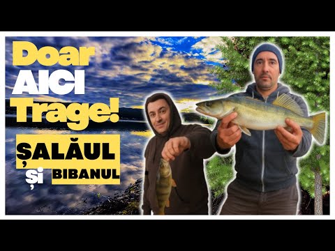 Doar aici trage șalăul și bibanul! Pescuit pe Sălbatic Lacul Cinciș – Locul nostru ‘În Plopi’