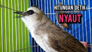 Download lagu trucukan ropel panjang BUAT pancingan trucukan agar bunyi JADIKAN burung trucukan gacor NYAUT EMOSI mp3