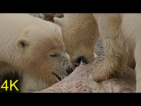 Eisbär Familie am Walrosskadaver - Polar Bear Family on the Walrus Carcass
