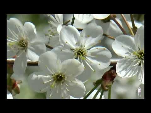 „Dar širdyje ne sutema".  Algis ir Valdemaras Frankoniai.