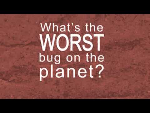 The loathsome, lethal mosquito   Rose Eveleth   YouTube