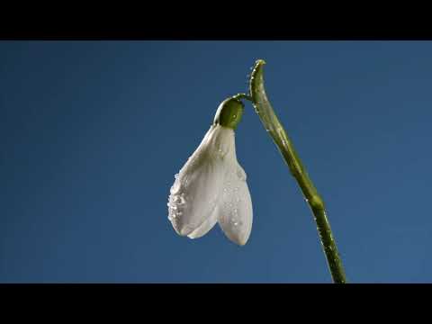 Snowdrop time lapse of white and green flower opening. Galanthus Arnott