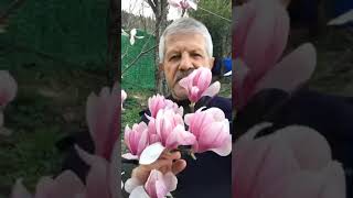KIŞ MUCİZESİ MANOLYA ÇİÇEĞİ VE ŞİFASI! 🌸