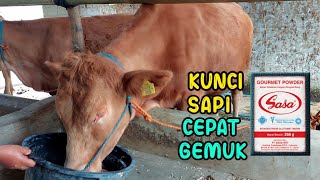 Download lagu Cara Cepat Menggemukkan Sapi Pakai Micin‼️  mp3