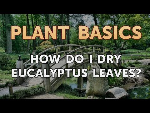 How to Dry an Overwatered Plant