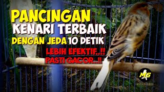 Download lagu PANCINGAN KENARI TERBAIK DENGAN JEDA 10 DETIK LEBIH EFEKTIF || PASTI GACOR#kenari #kenariisianmewah mp3