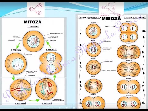 DIVIZIUNEA CELULARA - MITOZA, MEIOZA  - Lectii de biiologie clasa a IX-a