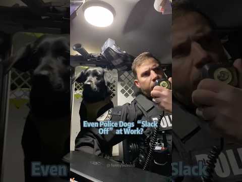 Even Police Dogs “Slack Off” at Work？😂🐶#funnydogs #doglife#doglover #cutedog#shorts