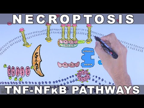 Necroptosis | TNF-Alpha Signalling