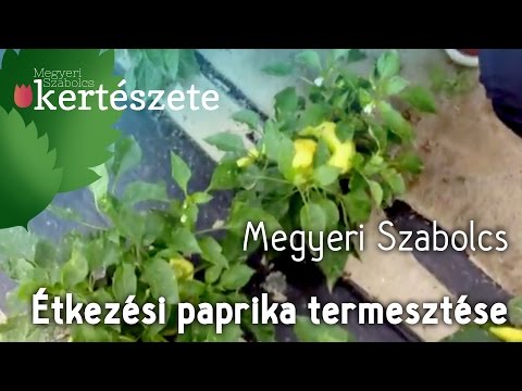 , title : 'Étkezési paprika termesztése -Zöldségpalánta rendelés - Zöldségpalánta Kertészet'