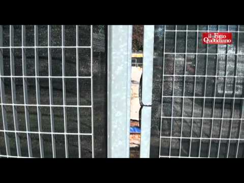 Aviaria, nuovo focalaio a Mordano: 700mila galline da abbattere. Il sindaco: "Emergenza lavorativa"