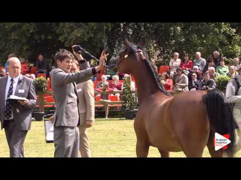 N.109 LS VINCENZA - Bruges 2015 International - Yearling Fillies (Class 101A)