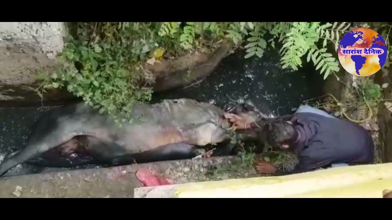 नाले में गिरकर फंसे साँड़ को स्थानीय लोगों ने सुरक्षित बाहर निकाला 