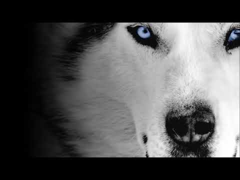 Nalewka feat KrzychuWWS - Blizny