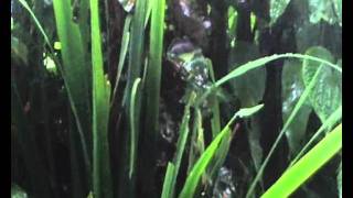 estatic fear  chapter vii rain