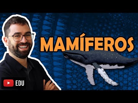 Mammals - Class 33 - Module VI: Zoology | Prof. Gui