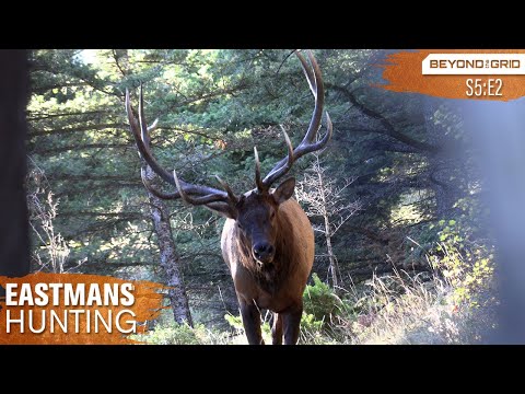 Giant Bull Up Close!! Bow Hunting Elk in 4K