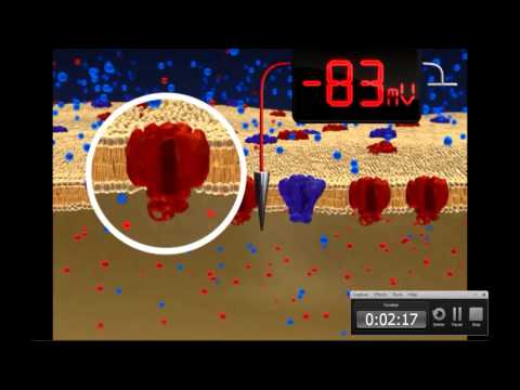 Action Potential Animation