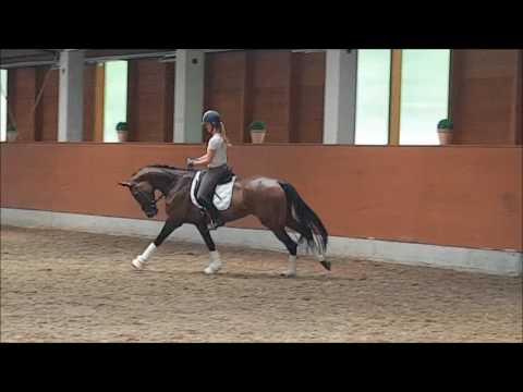 4j Stute von Don Frederic/ Angard/ Pygmalion