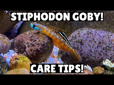 5 Things You NEED Know Before Keeping Stiphodon Gobys!
