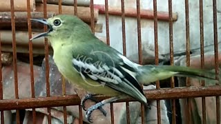 Download lagu Suara Khas Sirtu Cipoh Ngekrek Panjang mp3