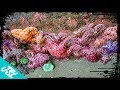 HIDDEN Sea Caves of Shi Shi Beach | Washington Adventures