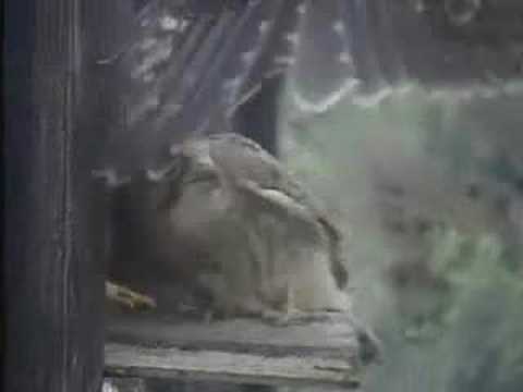 Ready....Set....Fledge!