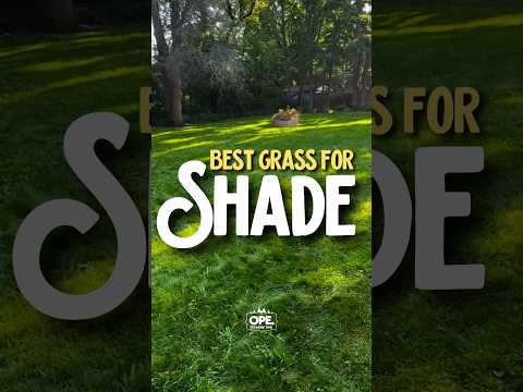 Problems with shade? 🌳 #lawn #lawncare #diy #tips #shorts