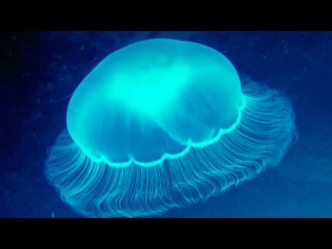 Jelly Fish Dance, Patterson Bay,Hoonah Sound,Alaska,USA