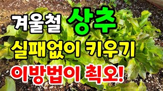 겨울에 상추 키우는 방법 이렇게 키워야 잘 커요