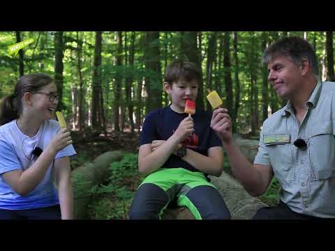 Im Wald der Buchen