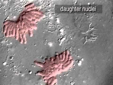 Divsão celular   cromossomos 2