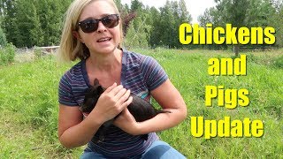Chickens, Pigs, Sheep, LGD: Livestock and Grazing System Update