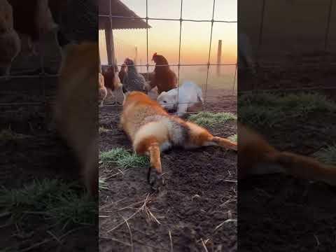 Early morning fog covers the farm. A fox tries to crawl under a wire fence to reach the coop