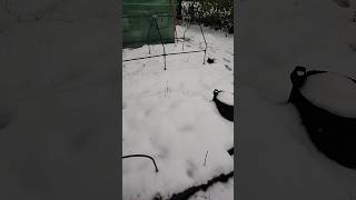 A Gardener&#39;s Nightmare #garden #backyardhomestead #wintergarden #backyardgarden #backyardgardening